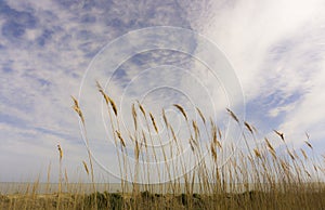 Golden meadow grass moving with the wind in pasture farmland, lake on background under white fluffy cloudy and blue sky