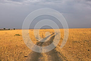 Golden meadows in the savanna fields in Kenya, Africa.