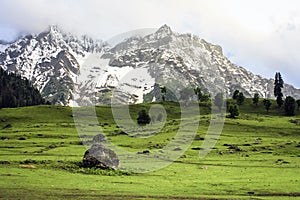 Golden meadows of Sonamarg