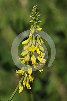 Golden Melilot - Melilotus altissima
