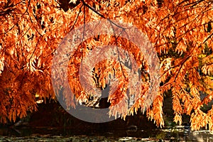 golden metasequoia tree leaves near a pond in autumn