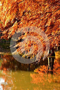 golden metasequoia tree leaves near a pond in autumn