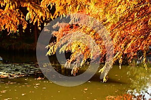 golden metasequoia tree leaves near a pond in autumn