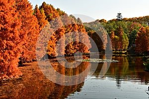 golden metasequoia trees near a pond in autumn