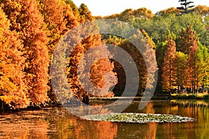 golden metasequoia trees near a pond in autumn