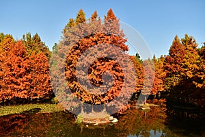 golden metasequoia trees near a pond in autumn