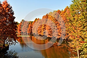 golden metasequoia trees near a pond in autumn