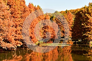 golden metasequoia trees near a pond in autumn