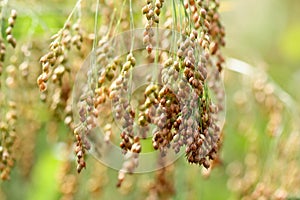 Golden millets