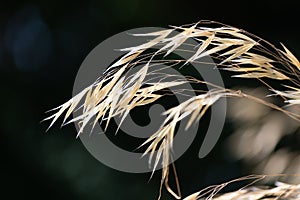 Golden Miscanthus seed heads in the sunlight