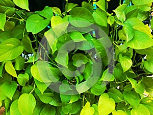 Golden Money Plant is a most excellent houseplant with evergreen vine and glossy appearance.