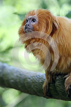 Golden Monkey