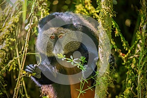 A golden monkey in a bamboo forest in Rwanda.