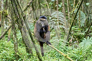 Golden monkey in Volcanoes National Park