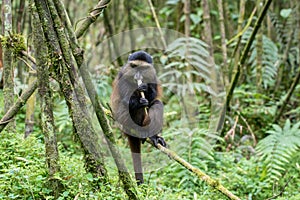 Golden monkey in Volcanoes National Park photo