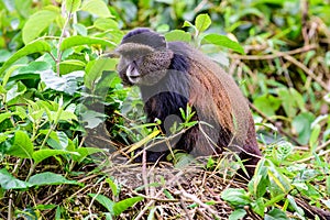 Golden monkey watching closely