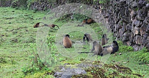 Golden monkeys, VIrunga Forest, Volcanoes National Park