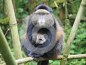 Golden monkies - Cercopithecus kandti - in the jungle in Rwanda, African wildlife