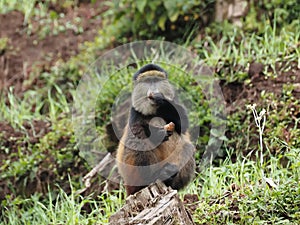 Golden monkies - Cercopithecus kandti - in the jungle in Rwanda, African wildlife