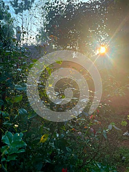 Golden morning rays through leaves