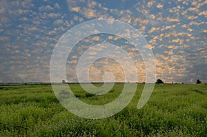 Golden morning sky over green field