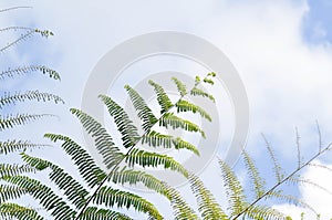 Golden Moss or Chain Fern ,Cibotium barometz or Nephrolepis cordifolia  and sky