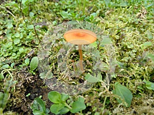 Golden Mushroom on Green Moss5