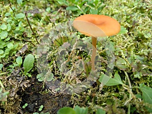 Golden Mushroom on Green Moss