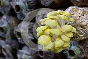 Golden mushroom ( Pleurotus djamor ) in farm