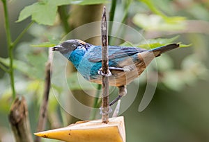 Golden-naped Tanager (Tangara ruficervix)