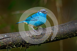 Golden-naped Tanager, Tangara ruficervix, Amagusa reserve in Ecuador. Blue golden bird sitting on the branch in the forest habitat