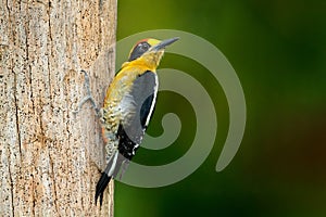 Golden-naped woodpecker, Melanerpes chrysauchen, sitting on tree trink with nesting hole, black and red bird in nature habitat, photo