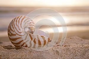 Golden nautilus shell on beach, sunrise and tropical sea