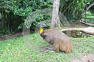 Golden Neck Cassowary