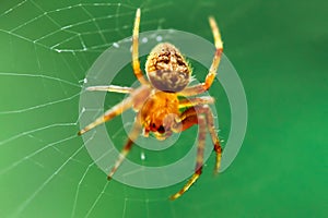 Golden Neoscona punctigera Spider in Natural Habitat.