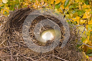 Golden Nest Egg