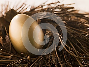 Golden Nest Egg