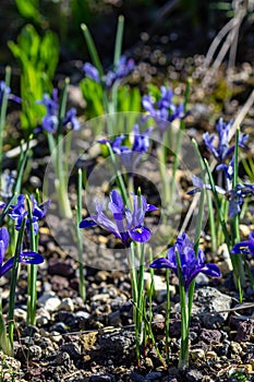 Golden netted iris Iris reticulata