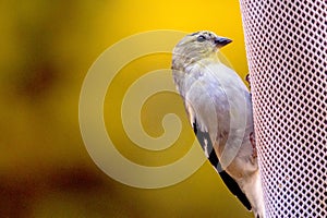 Golden North American finch eating thistle seed from a bag feeder