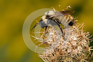 Golden Northern Bumble Bee - Bombus fervidus