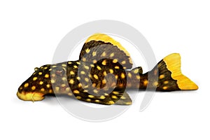 Golden nugget pleco catfish Plecostomus L-018 Baryancistrus xanthellus aquarium fish photo