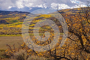 Golden Oak at Vega Lake