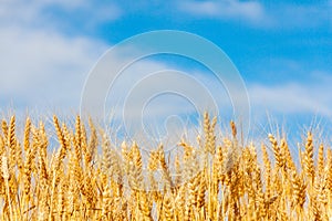 Golden oat field