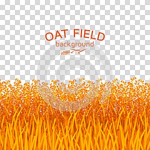 Golden oat field on checkered background