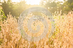 Golden oat field in late August, counter light