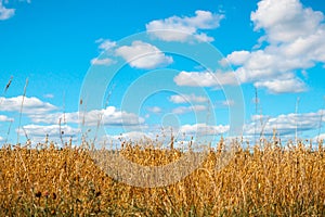 Golden oat field over blue sky and some clouds