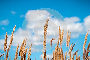 Golden oat field over blue sky and some clouds