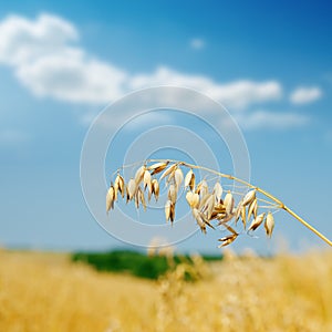 Golden oat on field