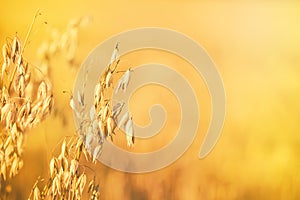 Golden oat field at sunset