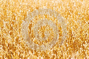 Golden oat straws on warm summer day in rural field